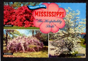 MS Greetings From Mississippi Postcard Flowers Azaleas Wisteria Dogwood Botany