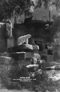 Polar Beaer, Chicago Zoo Brookfield, IL, USA Bear Unused real photo