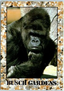 Postcard - Gorilla at Busch Gardens - Tampa, Florida