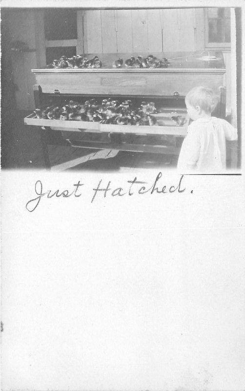 C-1910 Young Chick just Hatched young child RPPC real photo postcard 3803