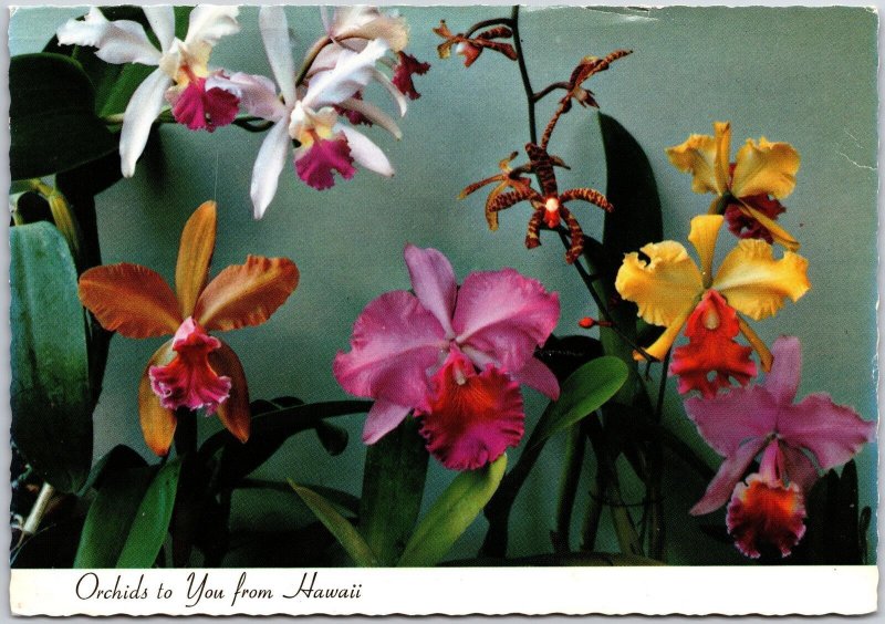 Orchids To You From Hawaii HI Lovely Island Orchids Postcard