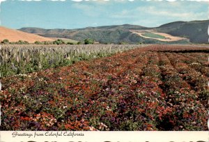 California, central coast, agriculture, Woody Gillette, farmers postcard