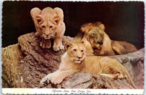 Postcard - African Lion, San Diego Zoo - San Diego, California