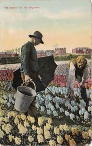 Netherlands Marken Het nazien van het Bolgewas Flowers