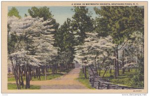 A scene in Weymouth Heights,  Southern Pines,  North Carolina,  30-40s