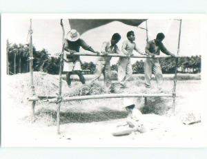 old rppc CAPTION SAYS - GATHER RICE AT BOPAL Bhopal - Madhya Pradesh India i3839