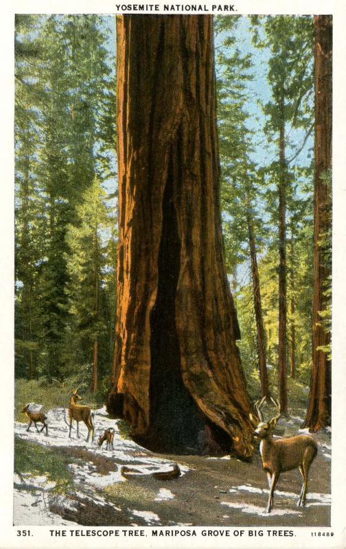 CA - Yosemite. The Telescope Tree