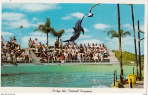 Corky , the Trained Porpoise , Miami , Florida , 1950-60s