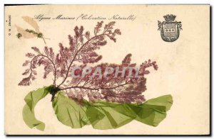 Old Postcard Fantasy Flowers dried Seaweed natural coloring