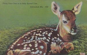 New York Adirondack Mountains Young Fawn Deer In Its Baby Spotted Coat