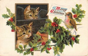 cats watching bird Christmas holly postcard 1910 ae101