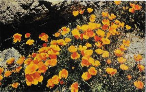 California Poppies The Golden State Flower California