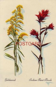 GOLDENROD and INDIAN PAINT BRUSH plants from CRANDALL STUDIOS, MOOSE, WY. 1956