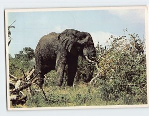 Postcard A Browsing African Bull Elephant South Africa