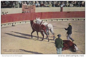 Bull Fight Dragging Out Dead Bull 1942