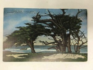 17 Mile Drive Monterey Calif Cypress Trees Postcard Northern California