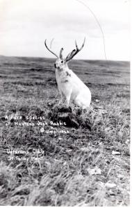 A RARE SPECIES, MONTANA JACK RABBIT