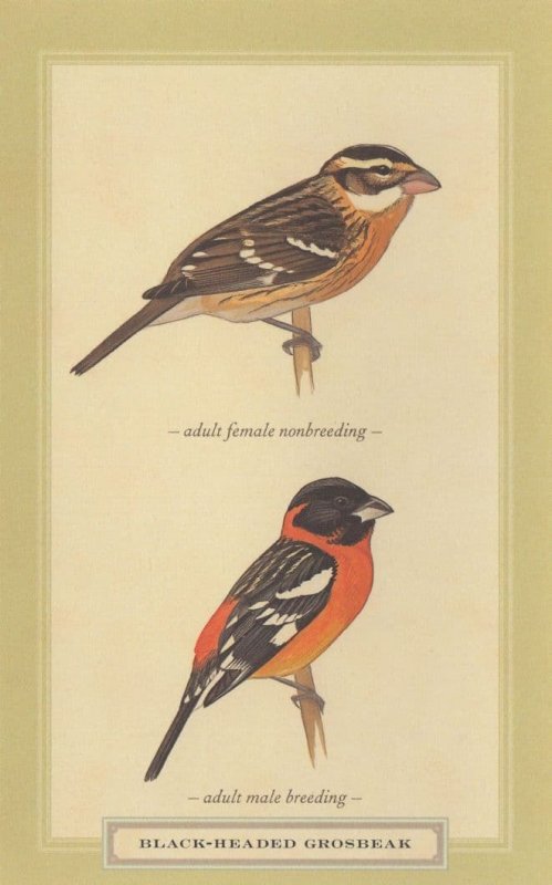 Black Headed Grosbeak Adult Female Male Breeding Bird Postcard