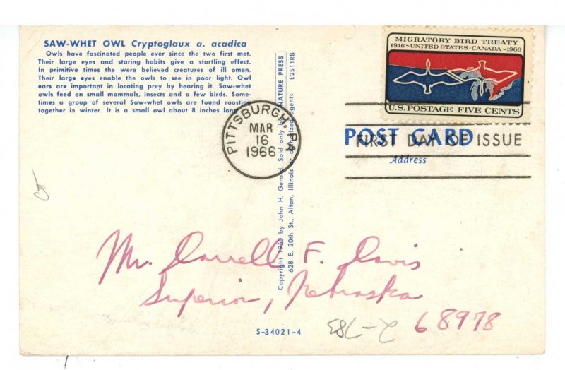 Birds - Saw-Whet Owl