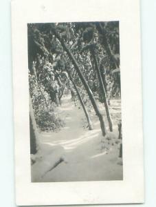 Old rppc NATURE SCENE Great Postcard AB0792