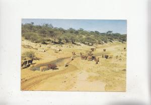 BF28089 rinder im evir namibia SWA    front/back image