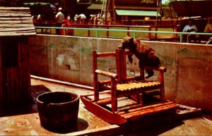 Illinois Chicago Zoological Park At Brookfield Little Brown Bear At Children&...