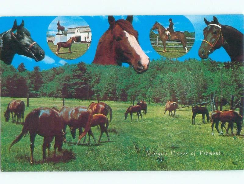 Unused Pre-1980 VERMONT MORGAN HORSES Published In Manchester Vermont VT E6958