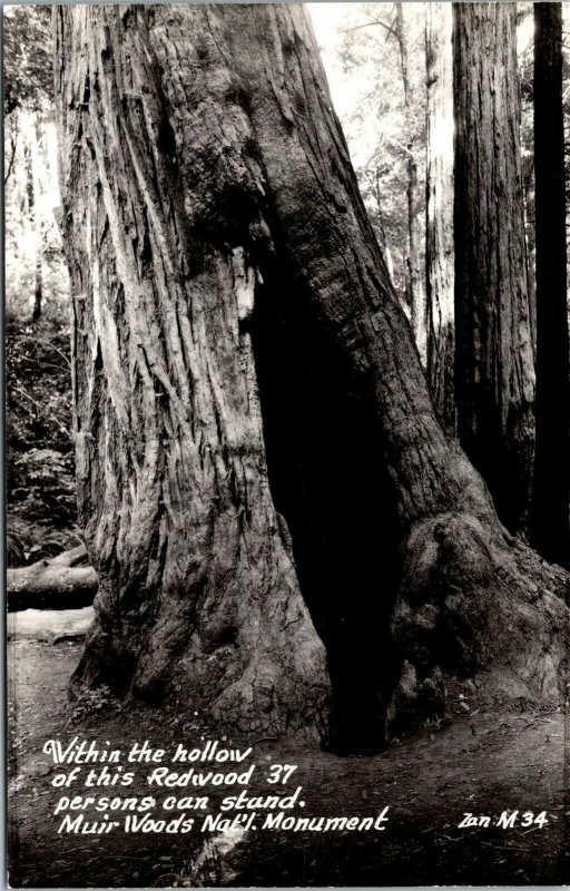 Vtg 1950 Muir Woods National Monument Redwood Hollow California CA RPPC Postcard