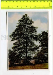 425138 GERMANY forest plants Alnus glutinosa Hermann Fischer CIGARETTE Tobacco