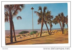 Gently Swaying Palms along the boardwalk at Myrtle Beach, South Carolina, 40-60s