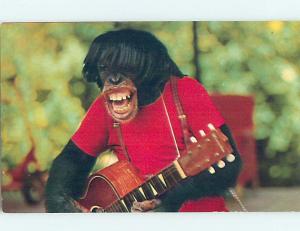 Pre-1980 CHIMPANZEE PLAYS GUITAR AT MONKEY JUNGLE Miami Florida FL hn5907