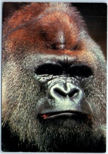 Postcard - Male Lowland Gorilla, San Diego Zoo - San Diego, California