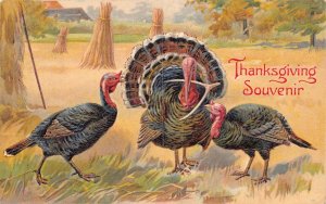Thanksgiving Greeting 1908 Turkeys Wishbone Farm Poultry embossed postcard B990