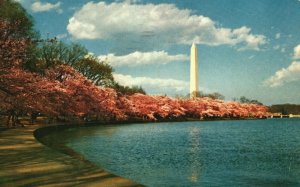 Vintage Postcard 1964 Washington Monument White Marble Shaft Trees Washington DC