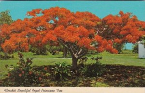 Florida Trees Beautiful Royal Ponciana Tree In Bloom