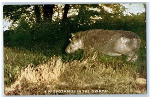 Roosevelt Tour Postcard Hippopotamus In The Swamp Topeka Kansas KS c1910's