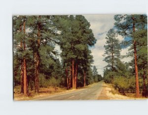 B-115901 Arizona Highway Ponderosa Pine Forest USA North America