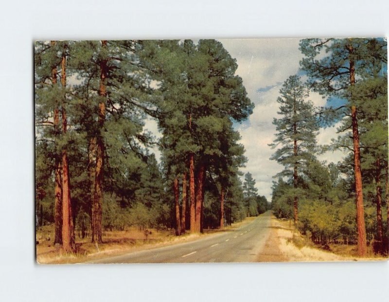 B-115901 Arizona Highway Ponderosa Pine Forest USA North America