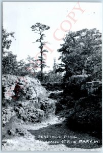 c1950s Strawberry Point, IA RPPC Backbone State Park Sentinel Pine Tree PC A109