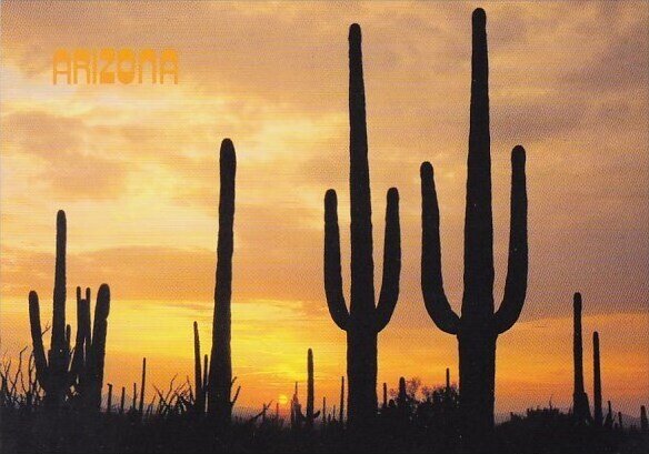 Arizona Tempe Saguaro Cacti Silhouetted By An Arizona Sunset