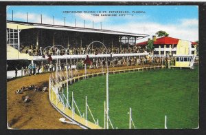 Greyhound Racing Track People Watching Dogs St Petersburg FL Used c1947