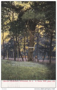 WILDWOOD, New Jersey, PU-1909; Before Columbus, A Cedar 500 Yrs old