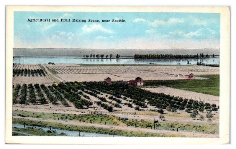 Early 1900s Agricultural and Fruit Raising Scene near Seattle, WA Postcard