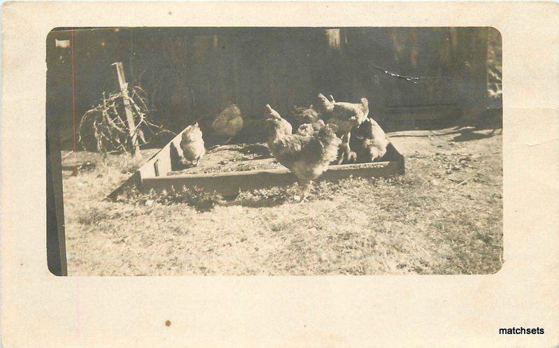 C-1910 Backyard Chickens Poultry RPPC real photo postcard 9265