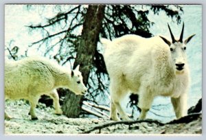 Rocky Mountain Goat And Kid, Vintage Chrome Postcard, NOS