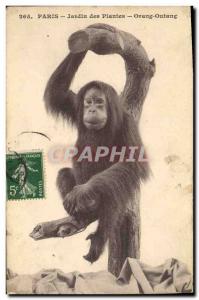 Old Postcard Monkey Paris Jardin des Plantes Orang utan
