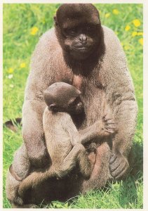 Laura & Lucie Gorilla Baby Cornwall Monkey Sanctuary Postcard