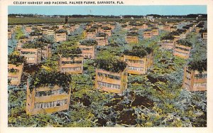 Celery harvest and packing, Palmer Farms, Sarasota, Florida Florida, USA Flor...