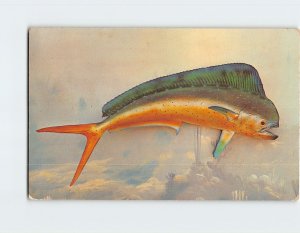 Postcard Dolphin, Atlantic Coast