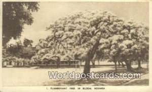 Flamboyant Tree Noumea Australia 1944 